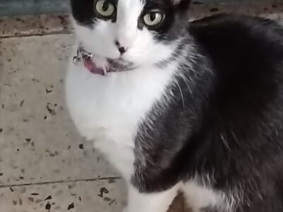 Vera