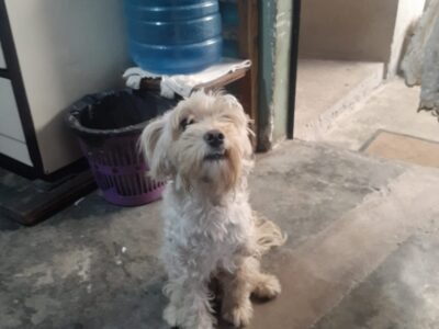 PANCHO