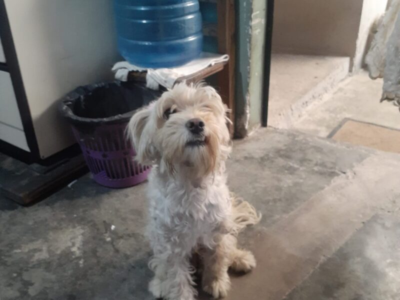 PANCHO