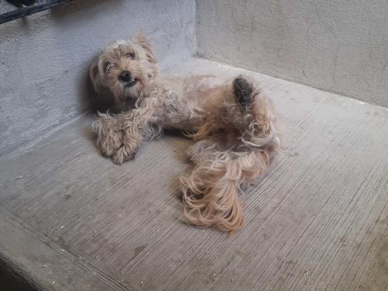 PANCHO