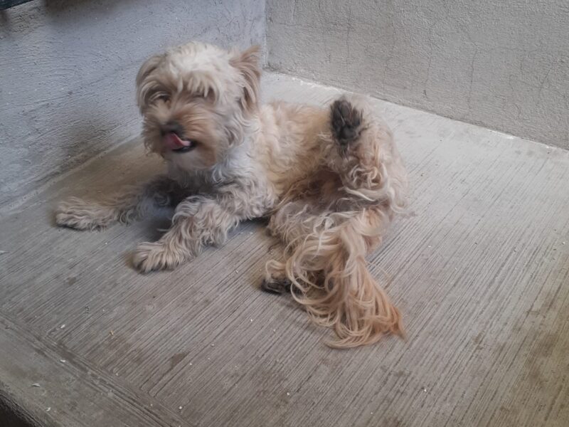 PANCHO