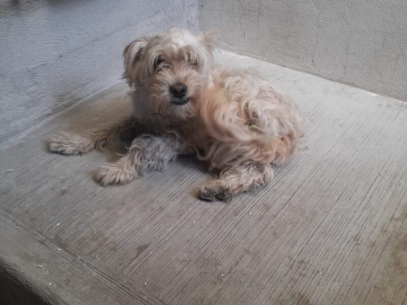 PANCHO