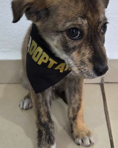 PIMIENTA
