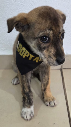 PIMIENTA