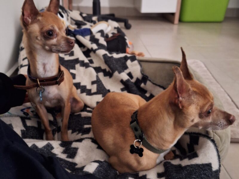 LOLA Y LALO