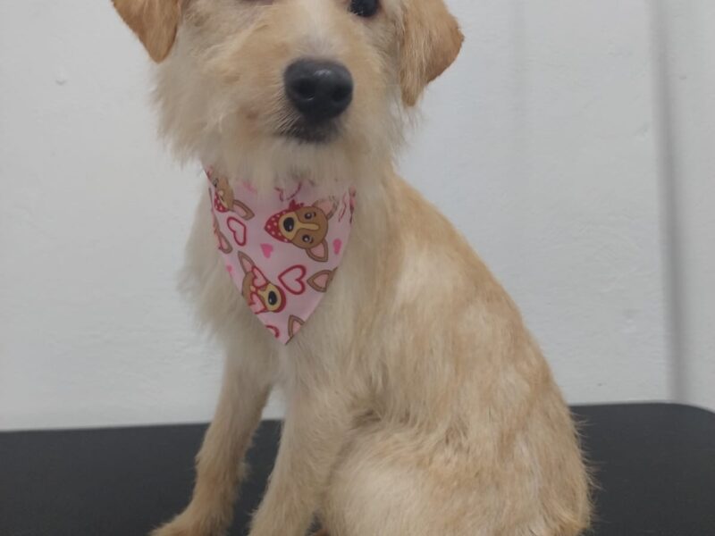 CAMILITA
