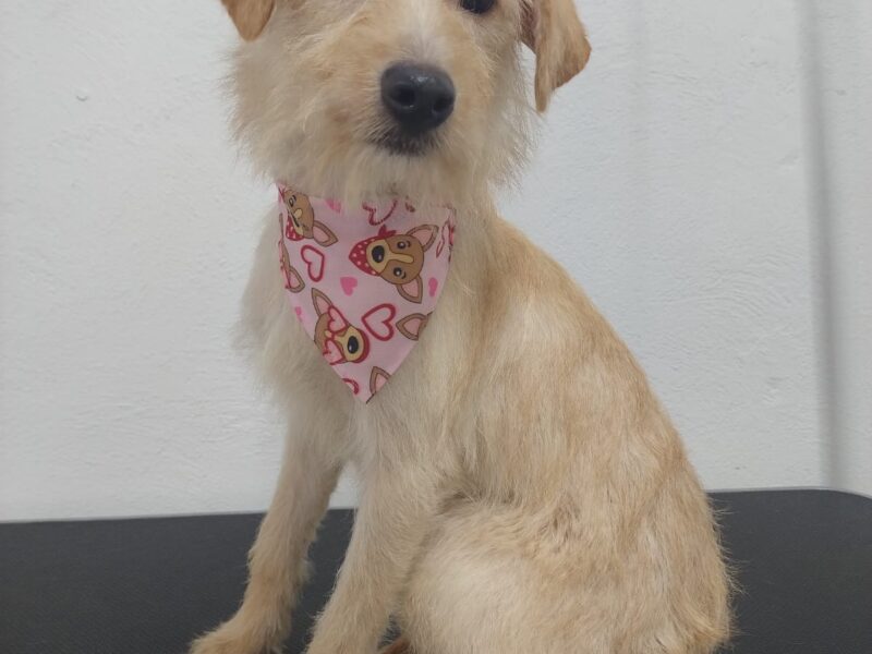 CAMILITA