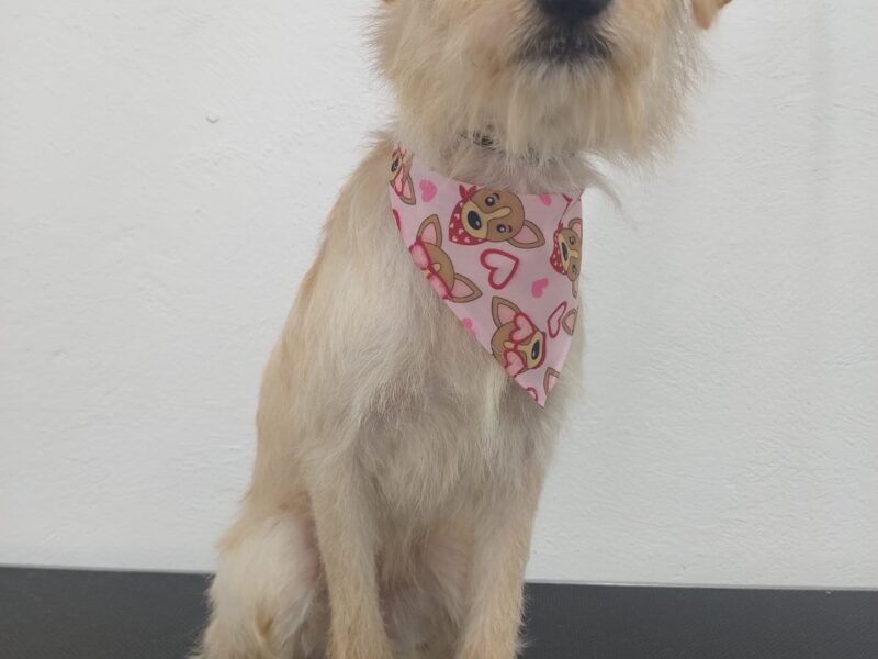 CAMILITA
