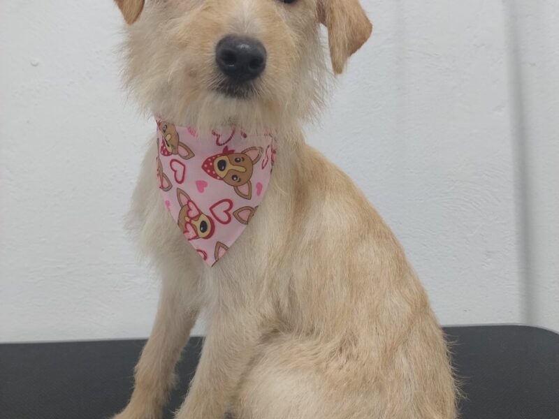 CAMILITA