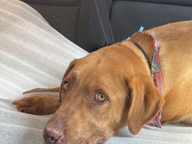 NAHLA