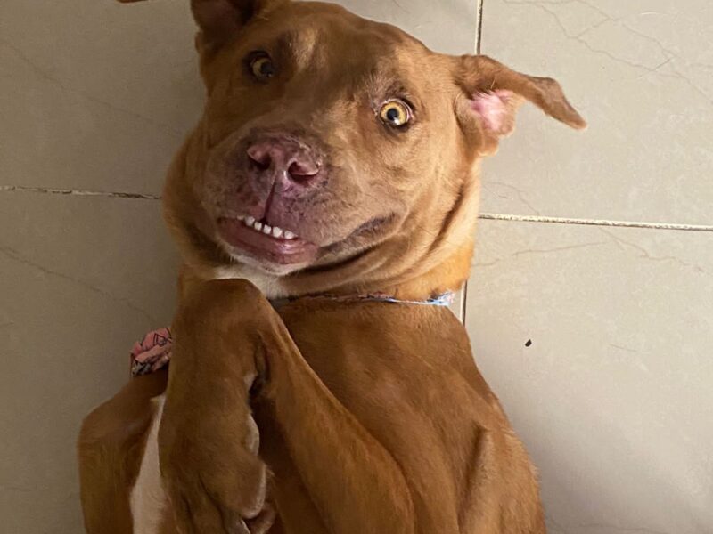 NAHLA