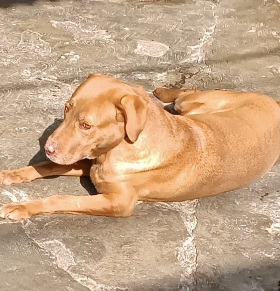 NAHLA