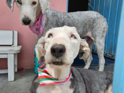 LAS HERMANAS CARIÑITO