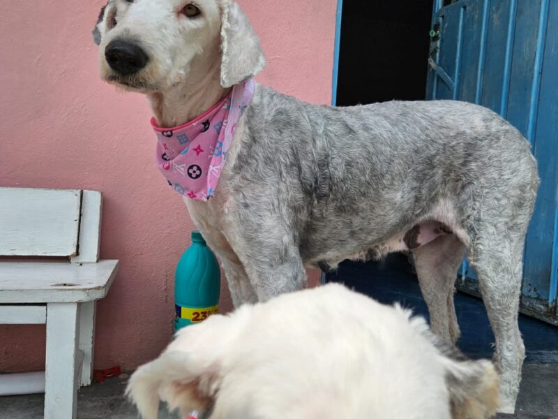 LAS HERMANAS CARIÑITO