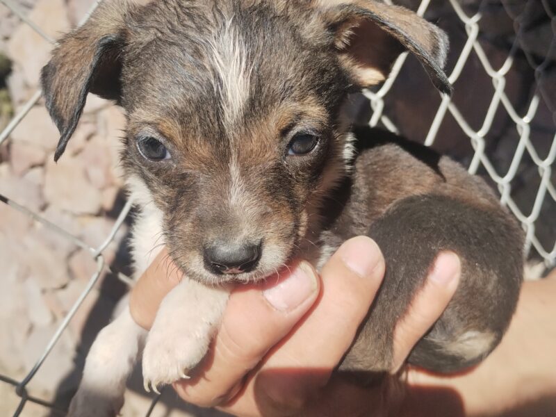 FITO