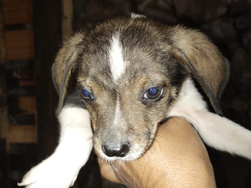 FITO