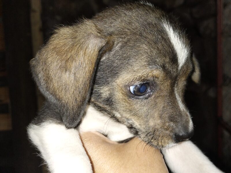 FITO