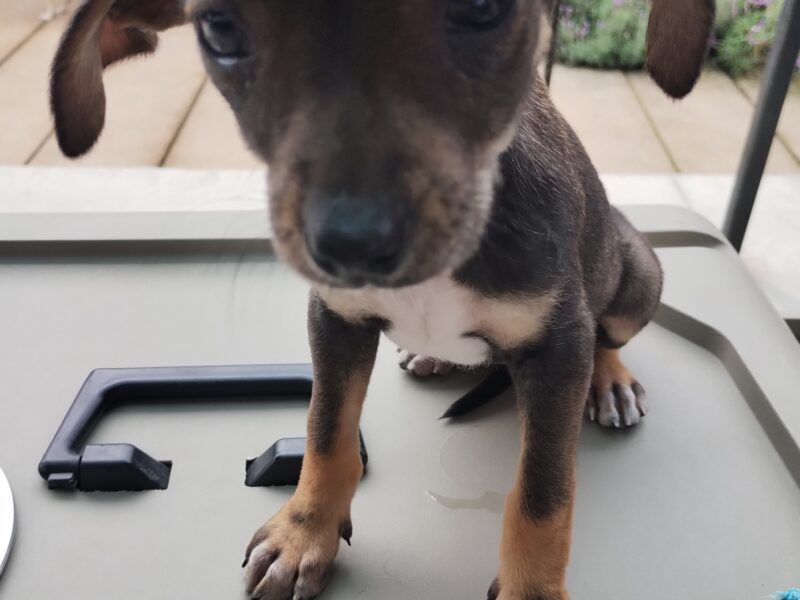 BROWNIE