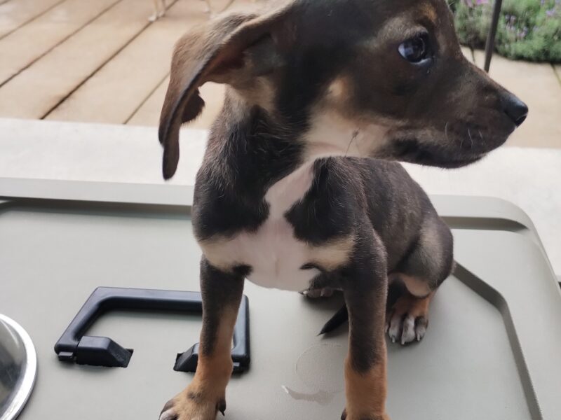 BROWNIE