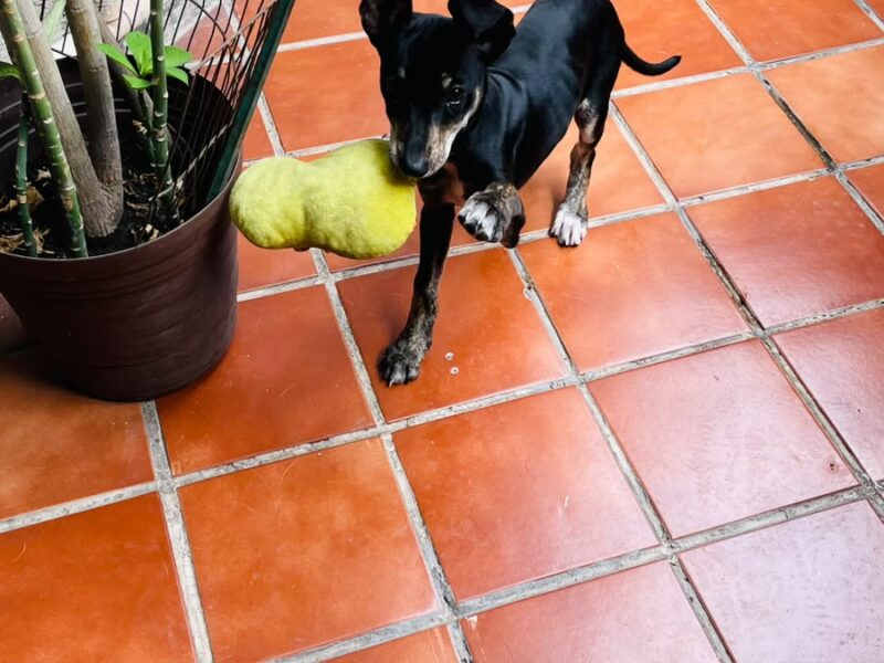 FRIJOL