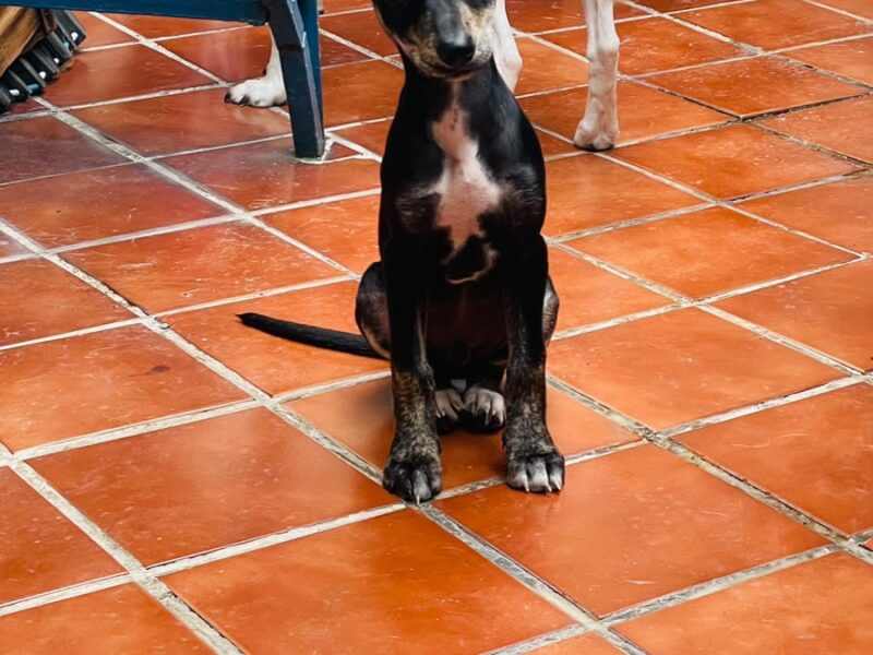 FRIJOL