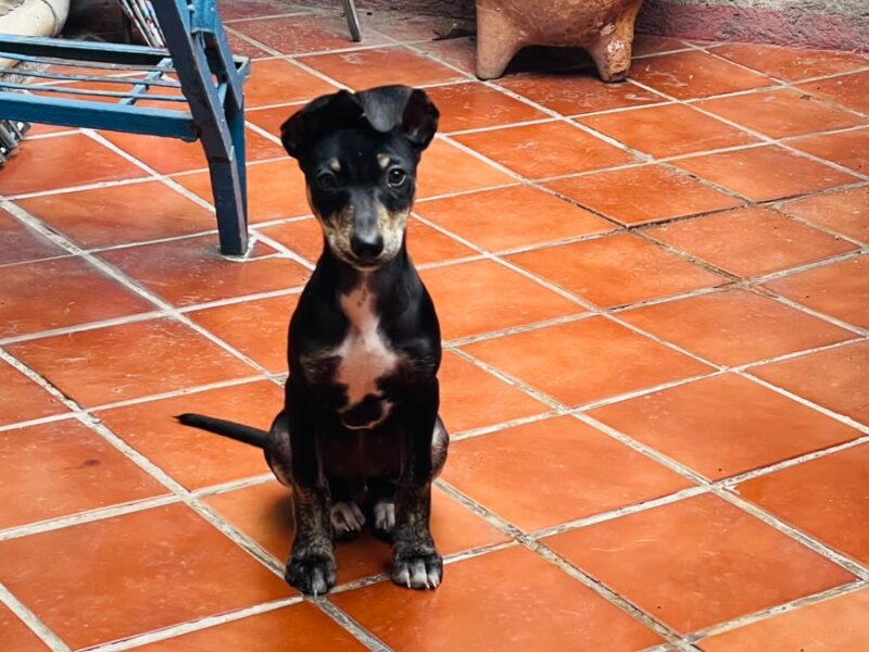 FRIJOL
