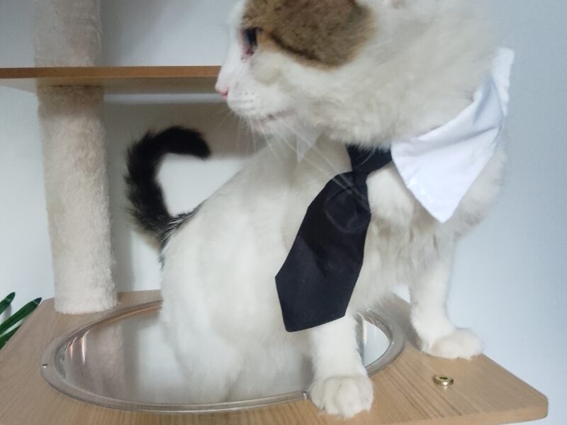 STYLSON