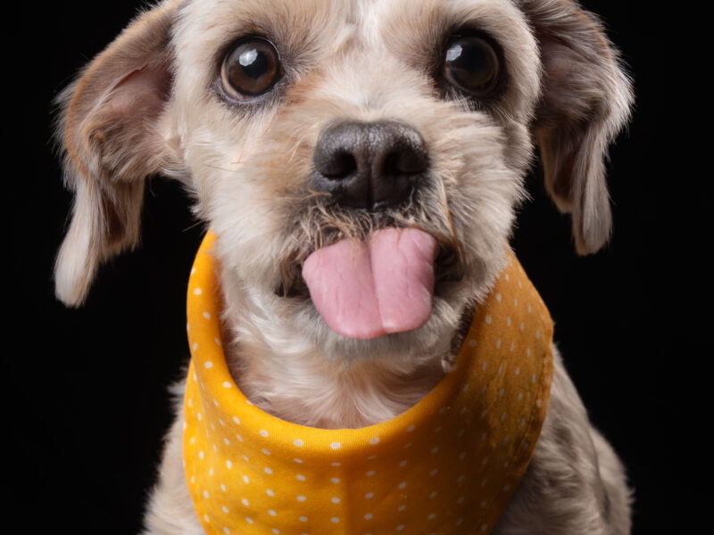 GIZMO