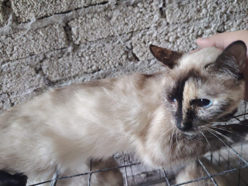 NATILLA