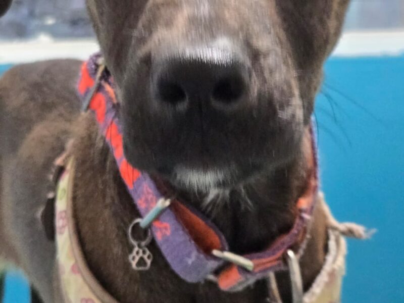 Maia