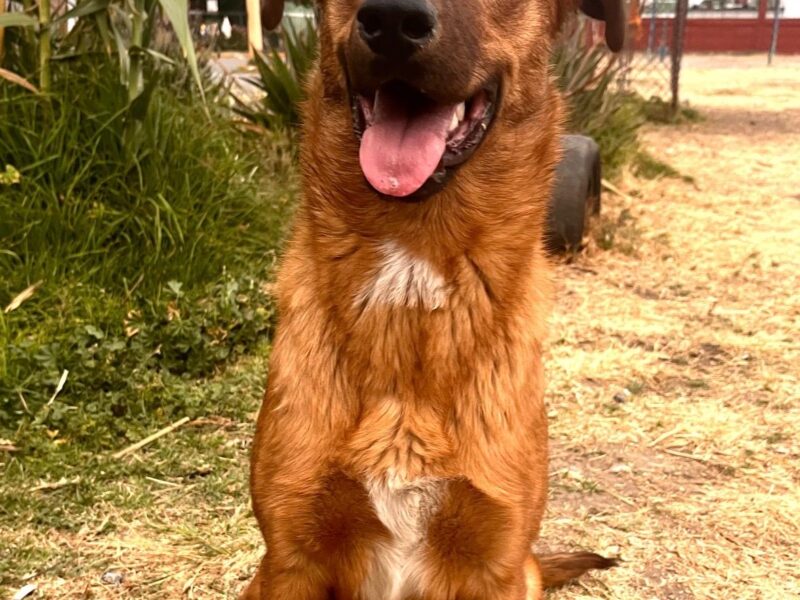 CANELA