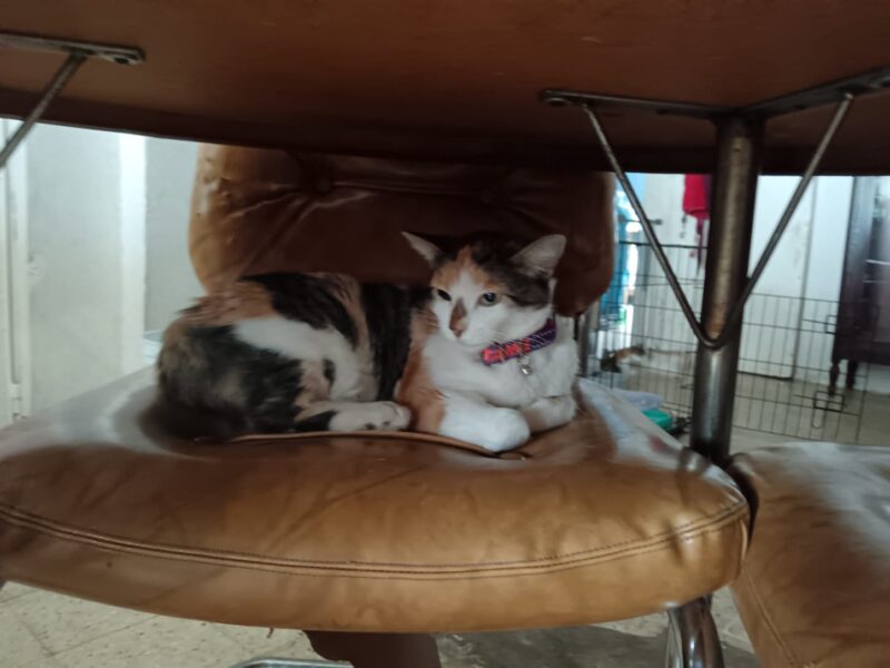 Lilu