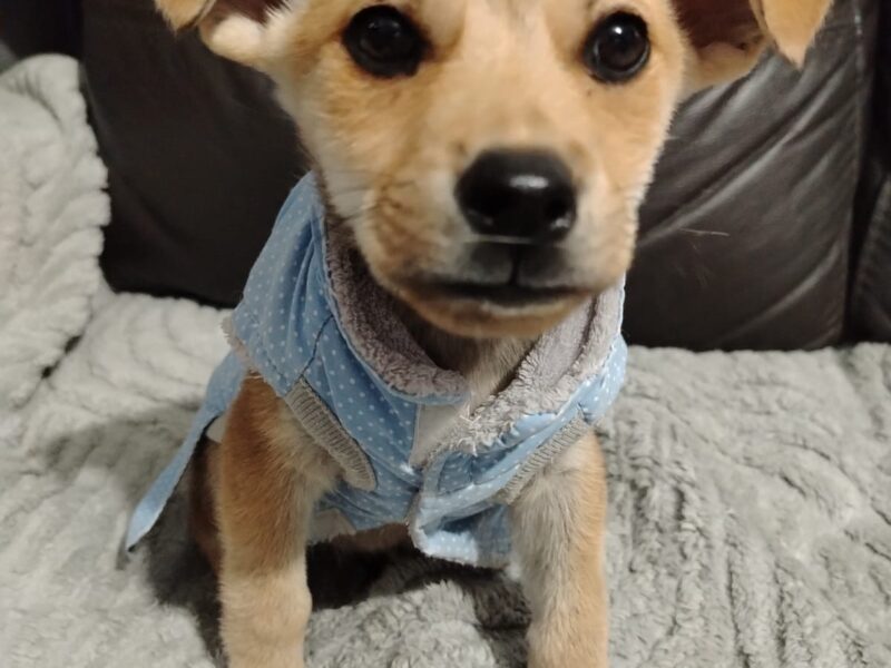 Yoda