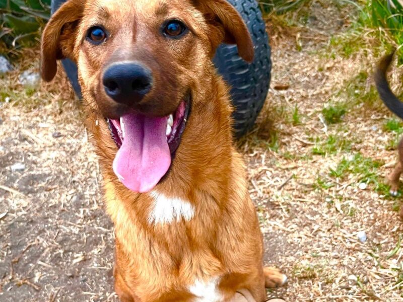 CANELA