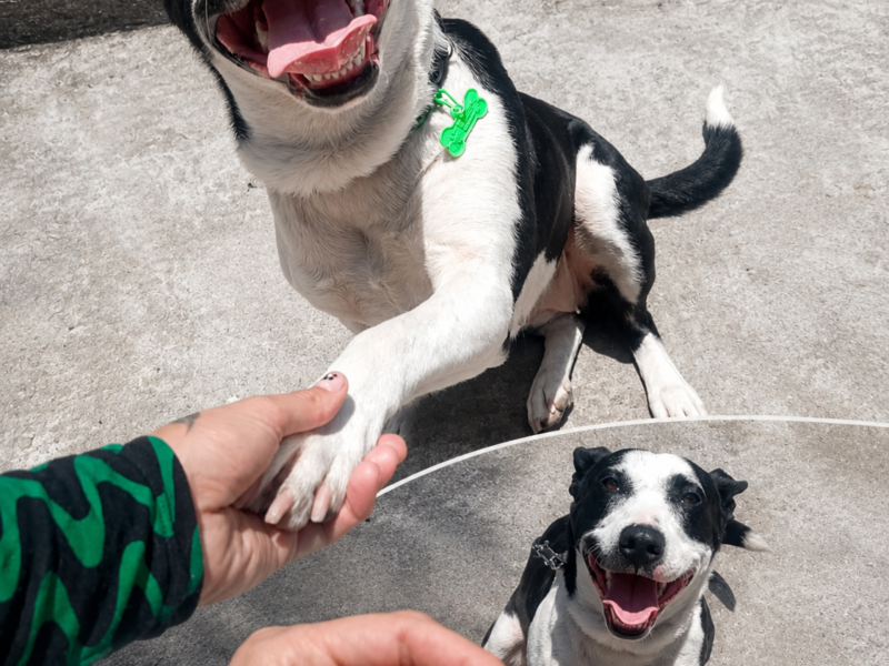 LULA