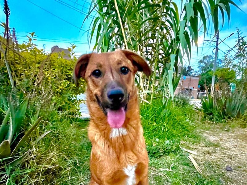 CANELA