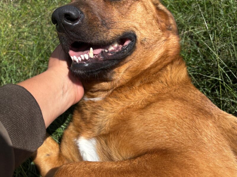 CANELA