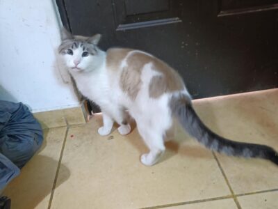 CATARINO