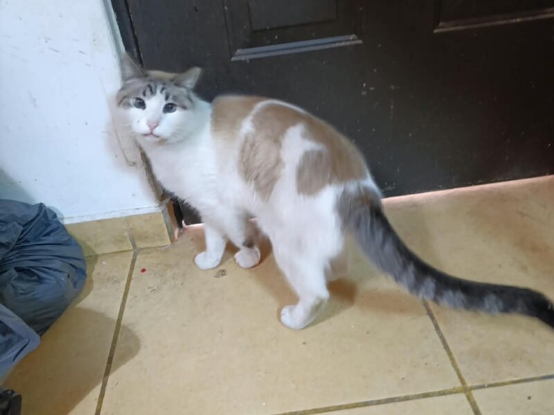CATARINO