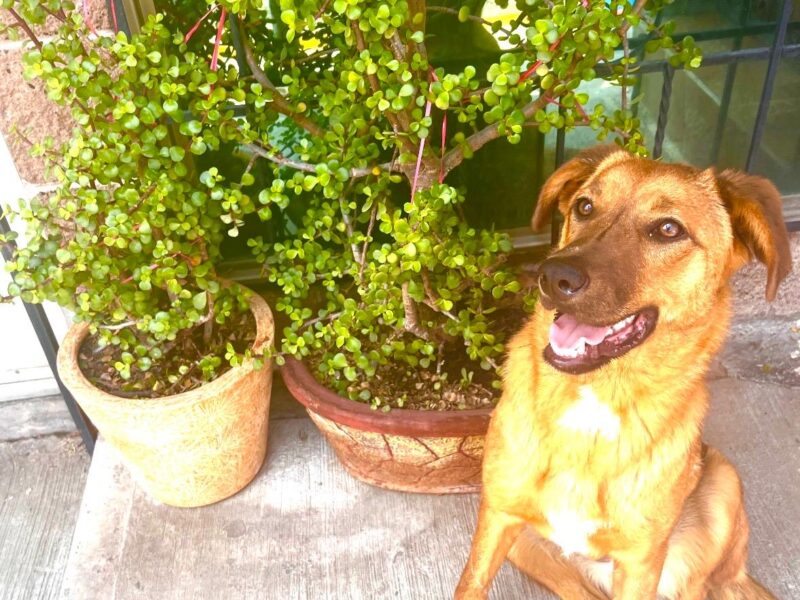 CANELA