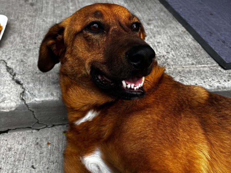 CANELA