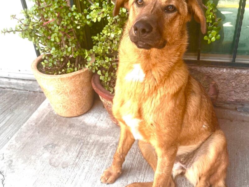 CANELA