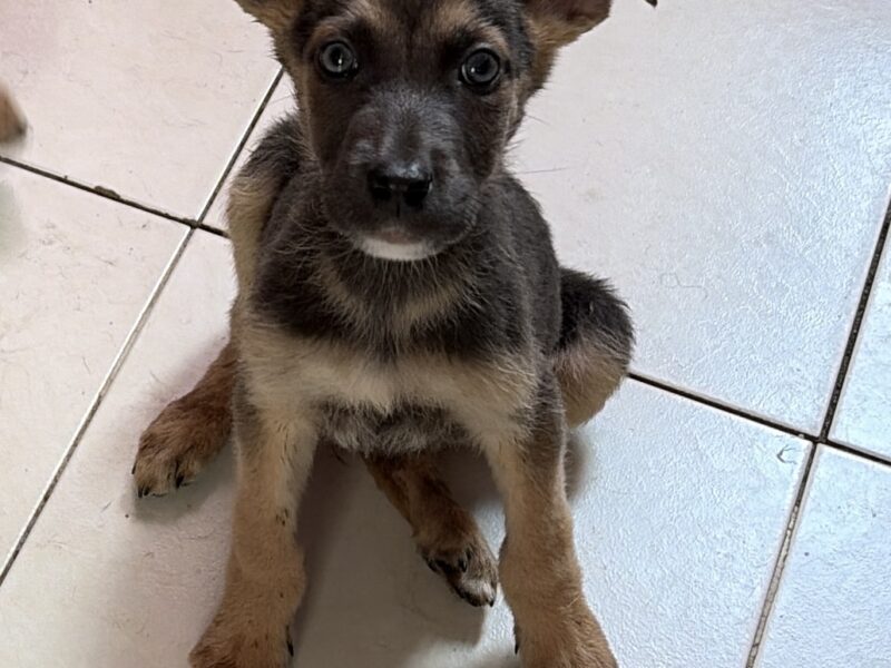 OREJAS