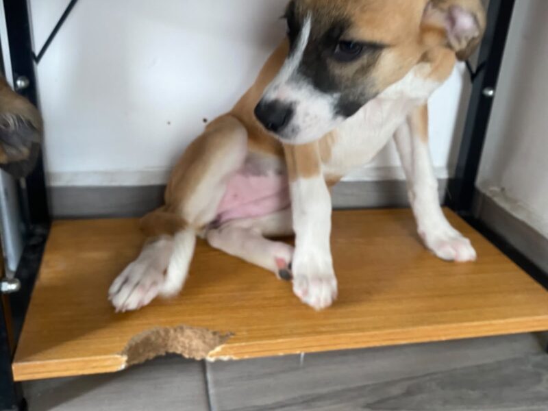 FRIDA