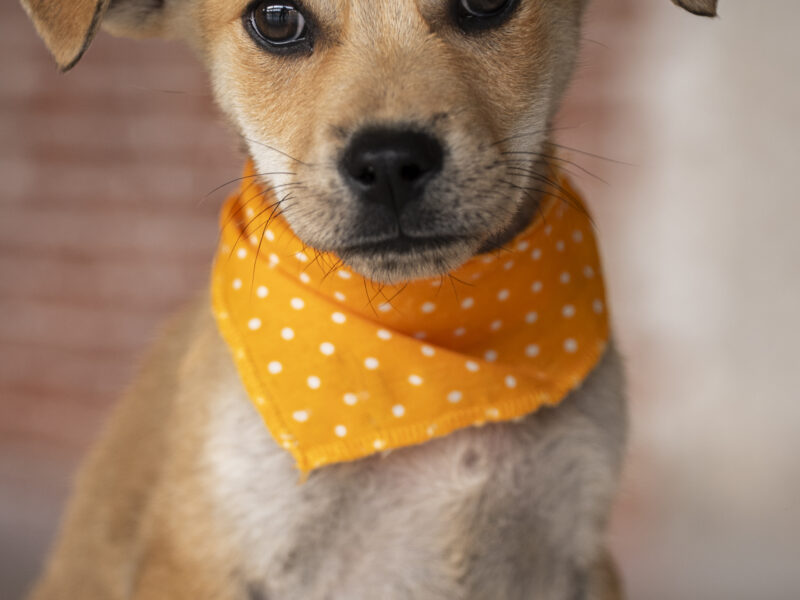 YODA