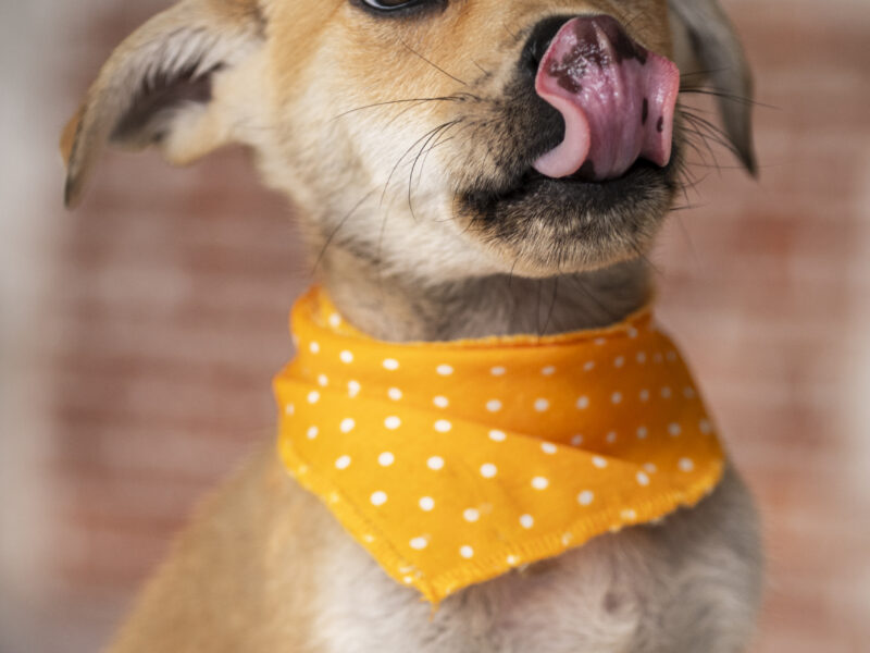 YODA