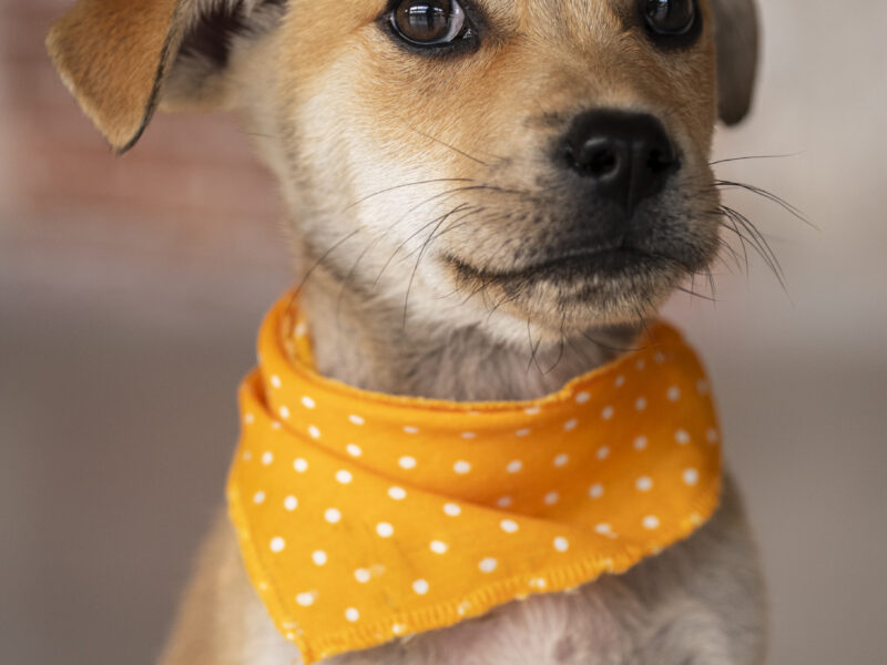 YODA
