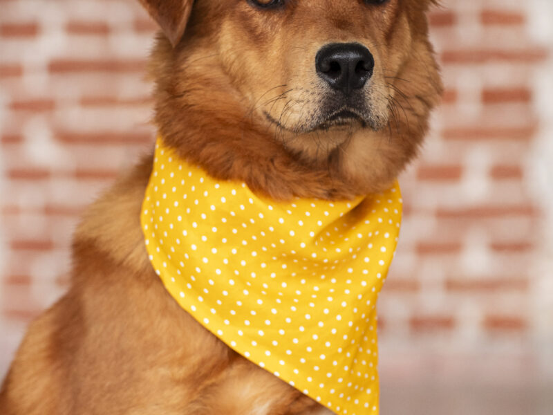 BOLILLO
