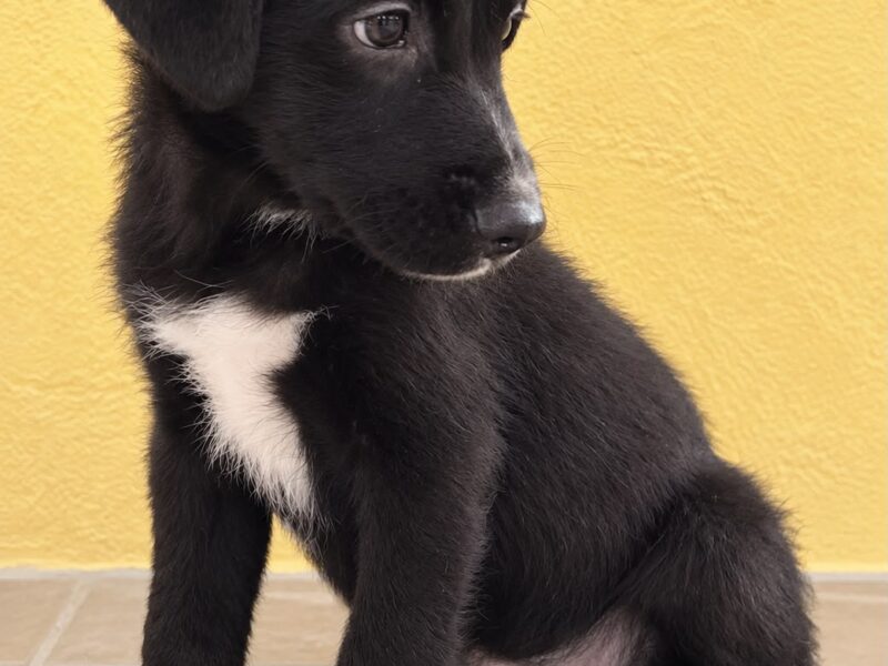 BRUNO