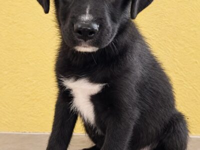 BRUNO